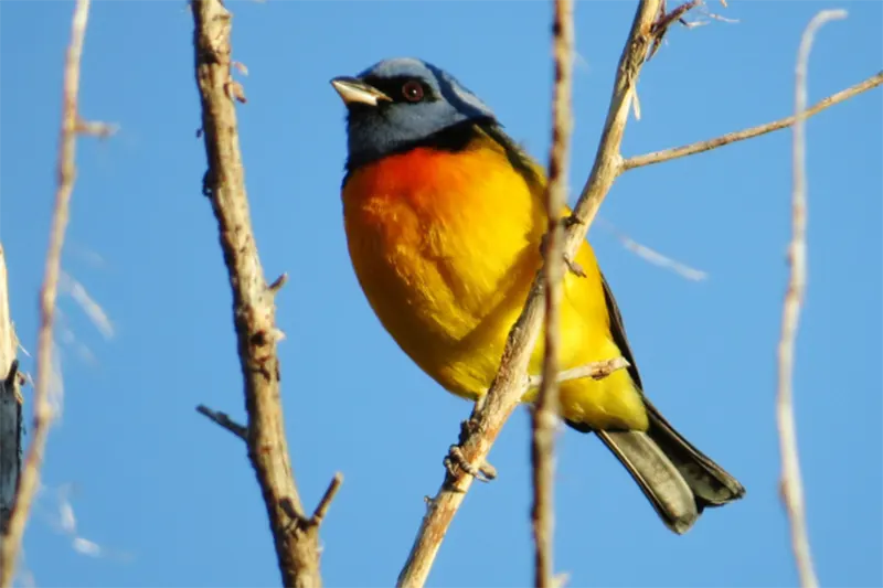 AVES